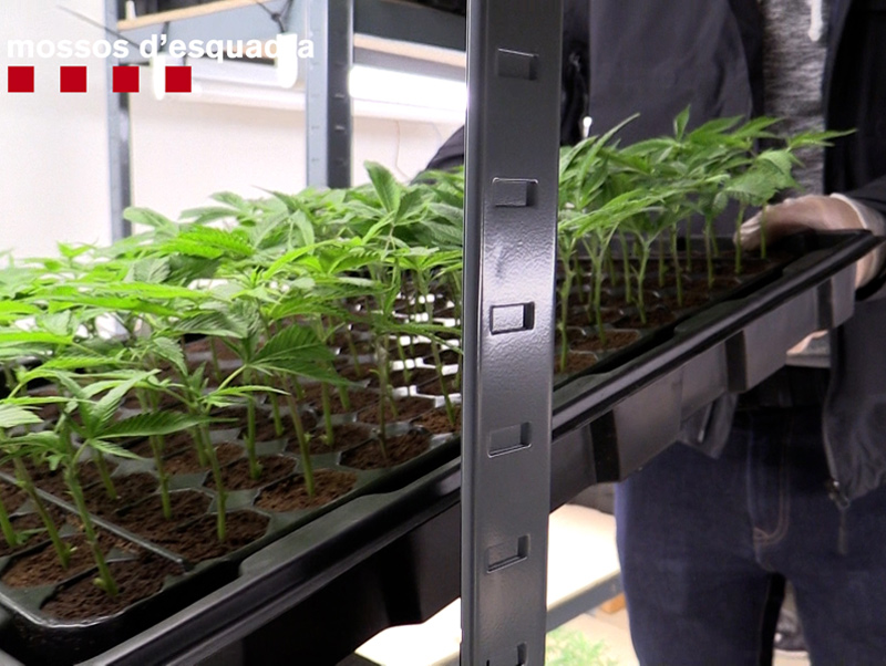 Plantes de marihuana incautades pels Mossos. (Foto: Mossos d'Esquadra).