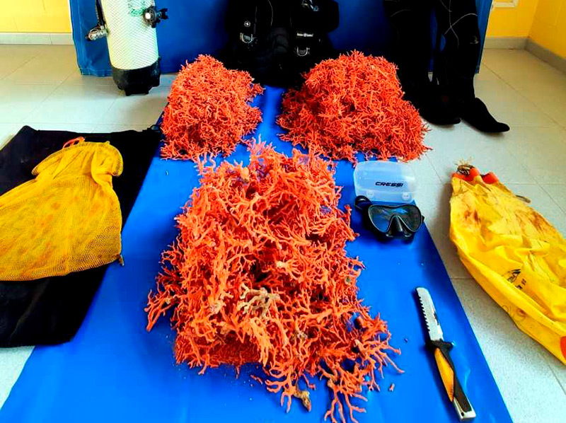 El corall extret del litoral de Palamós decomisat pels Mossos d'Esquadra. (Foto: Mossos d'Esquadra).
