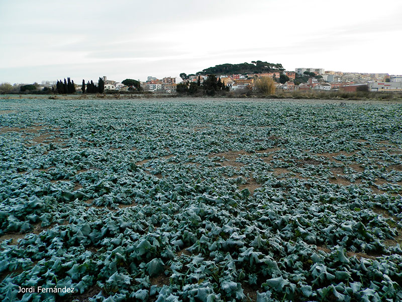 Camps gebrats la passada setmana a Palamós. (Foto: tempspalamos.blogspot.com)