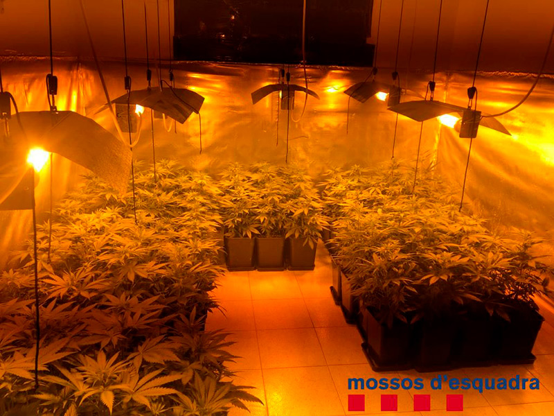 Imatges de la plantació de marihuana localitzada en una vivenda del carrer Ample de Palamós. (Foto: Mossos d'Esquadra).