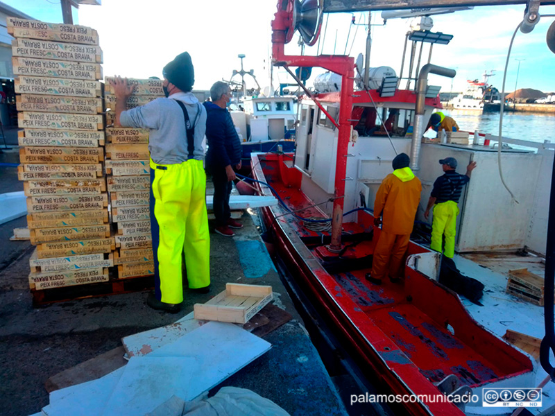 Captures de peix blau al port de Palamós l'any passat.