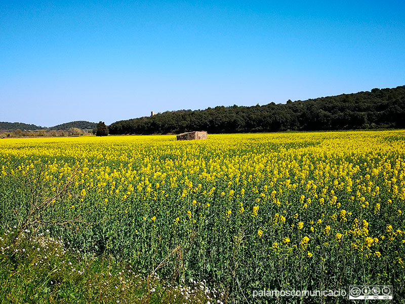 Camps amb colors de primavera. 