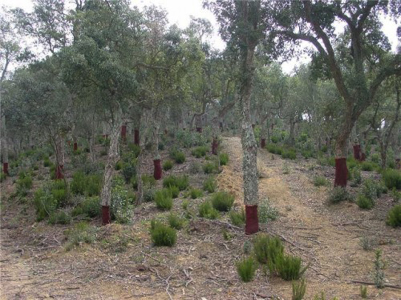 Imatge d'arxiu d'unes suredes a les Gavarres. (Foto: Consorci de les Gavarres).