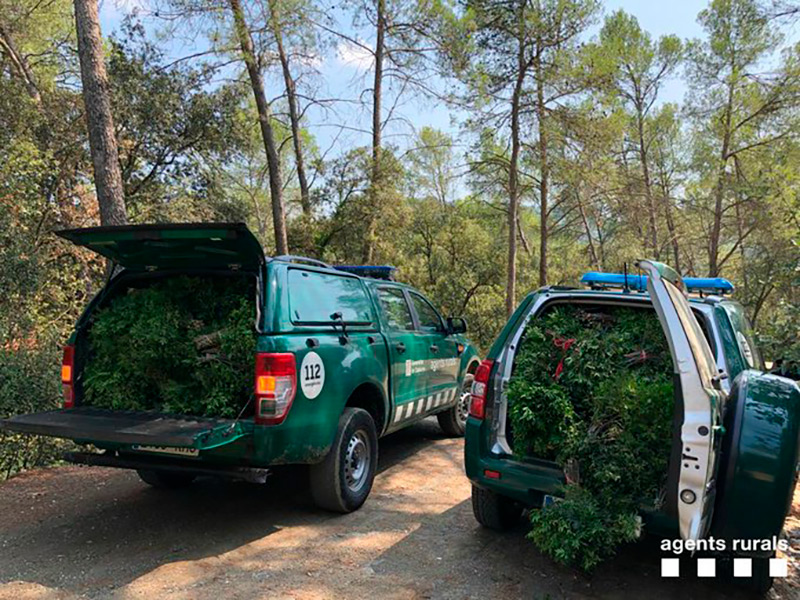 Agents Rurals alerten que recol·lectar llentiscle en espais protegits està prohibit. (Foto: Agents Rurals).