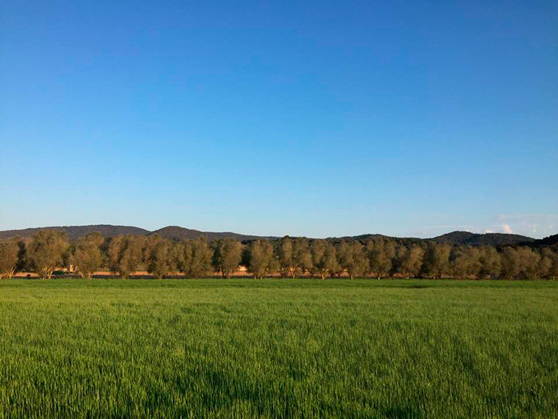Al llarg de la setmana, no hem passat dels 18 graus de temperatura. (Foto: Ramon Prats).