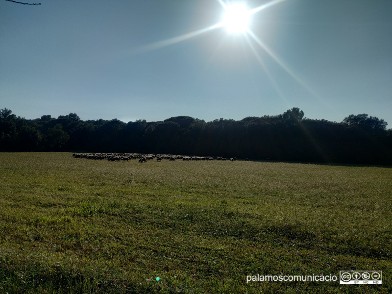 Ovelles pasturant a la zona de Castell, una tarda assolellada de la setmana passada.