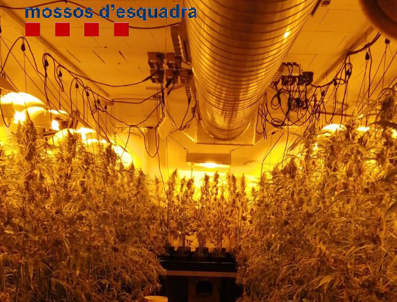 Els Mossos van decomisar més de 1.700 plantes de marihuana en un operatiu a Palamós el passat mes d'octubre. (Foto: Mossos d'Esquadra).