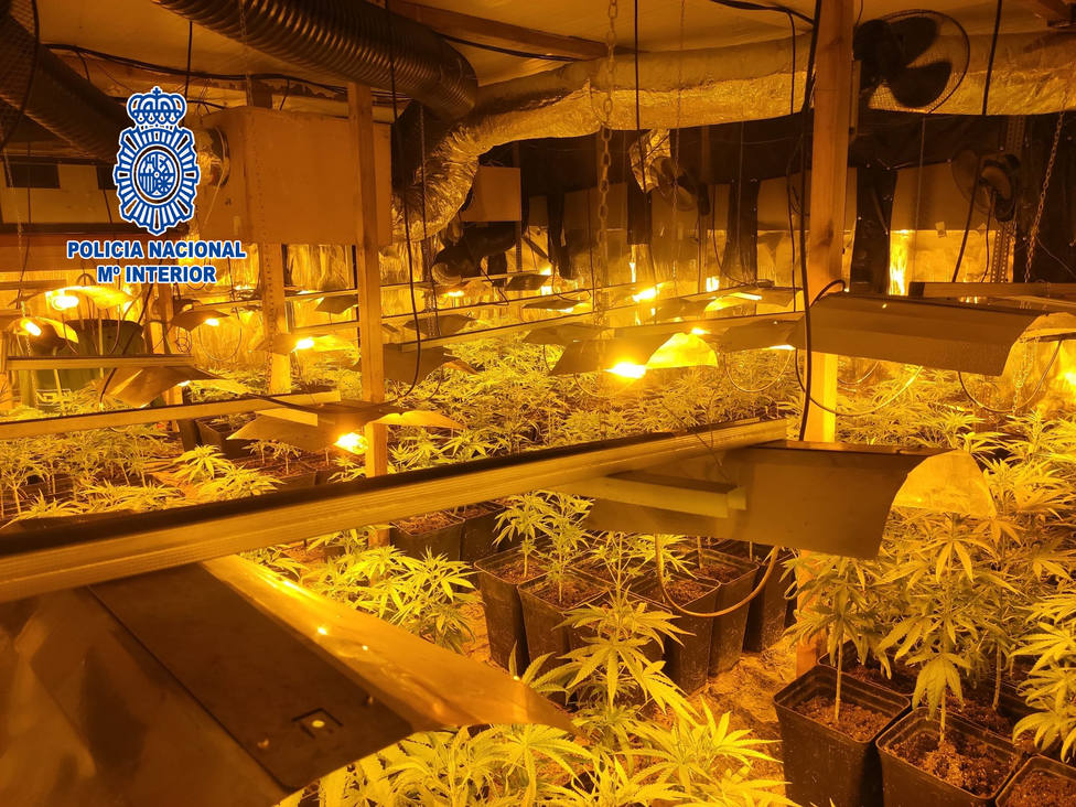 A la nau industrial es va localitzar un cultiu de 1.600 plantes. (Foto: Policía Nacional).
