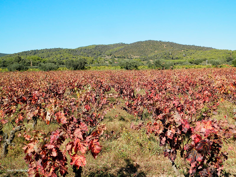 El color de les vinyes de Calonge ens indiquen que ens trobem al bell mig de la tardor. (Foto: tempspalamos.blogspot.com)