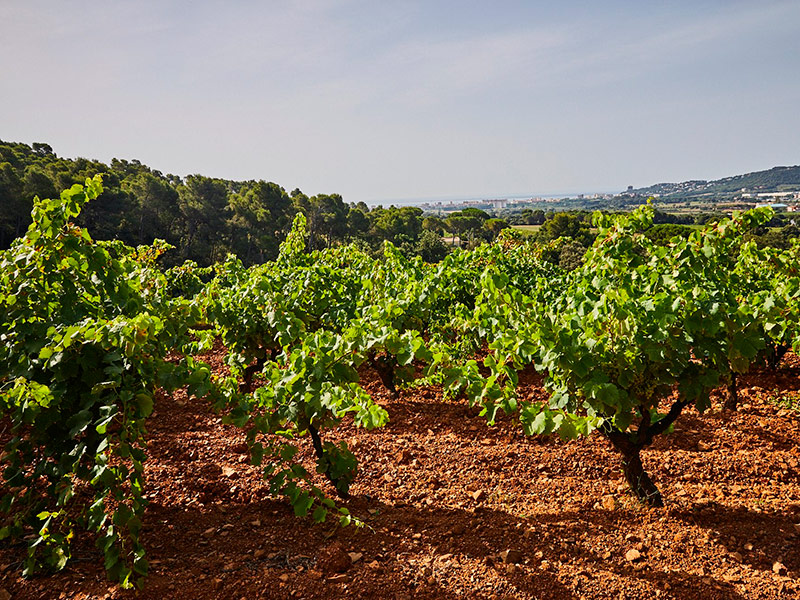 Les vinyes del Mas Molla de Calonge, en una imatge d'arxiu. (Foto: Mas Molla).