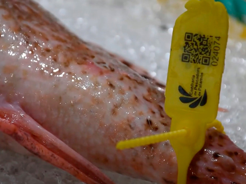 L'etiquetatge permet saber la procedència del peix i una recepta per cuinar-lo. (Foto: Ajuntament de Palamós).