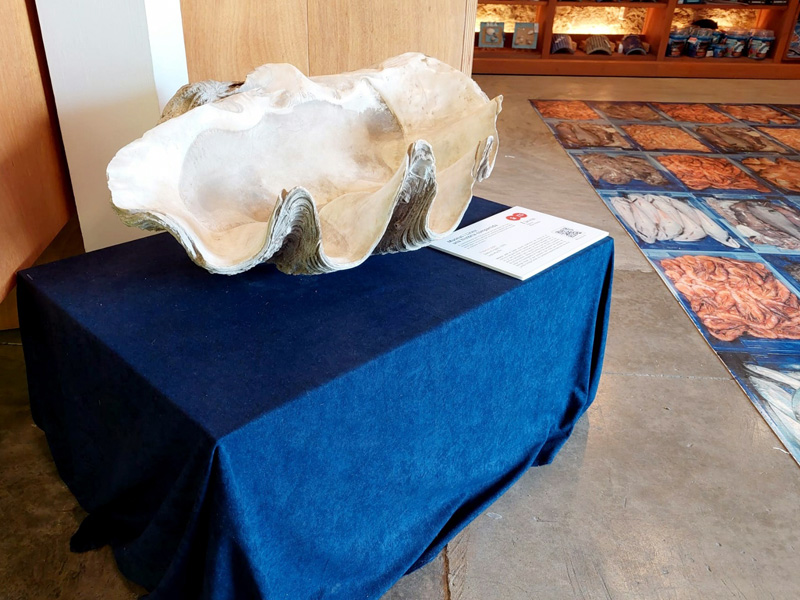 El mol•lusc gegant exposat al Museu de la Pesca en motiu del 125è aniversari del Liceu.