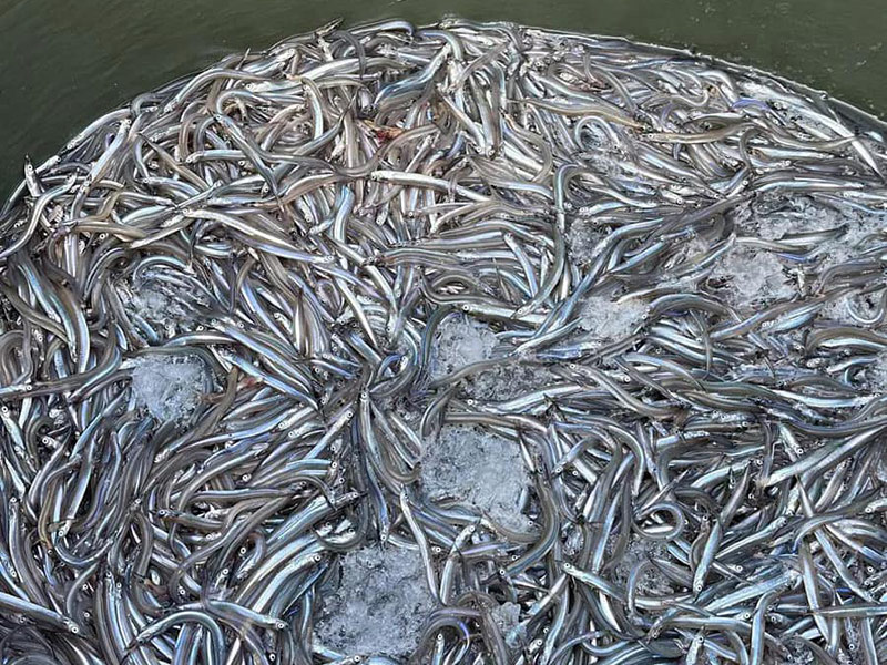Sonsos pescats per l'embarcació 'Ninu III', el passat 25 de març. (Foto: Confraria de Pescadors de Palamós).