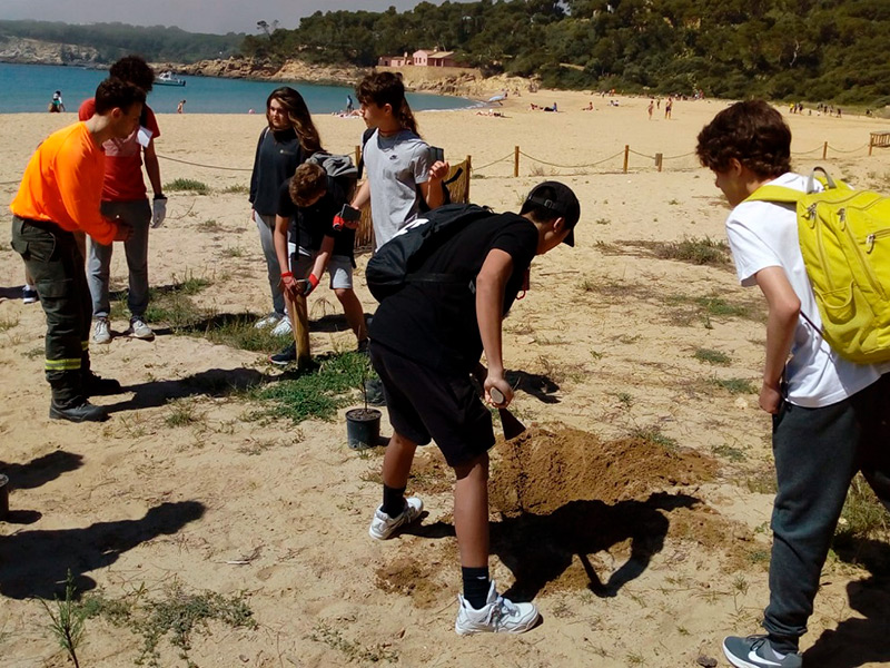 Alumnes plantant l'espècie d'arbust 'Tamariu' a l'espai de dunes de la platja de Castell. (Foto: Ajuntament de Palamós).