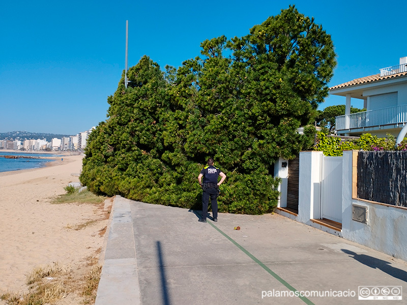 La caiguda de l'arbre només ha causat danys materials.