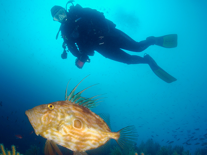 Un submarinista fa una immersió en aigües de Palamós. (Foto: Dive Center Palamós).