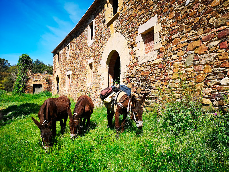 Rucs pasturant a Sant Cebrià dels Alls, al bell mig de les Gavarres. (Foto: Rucs de les Gavarres).