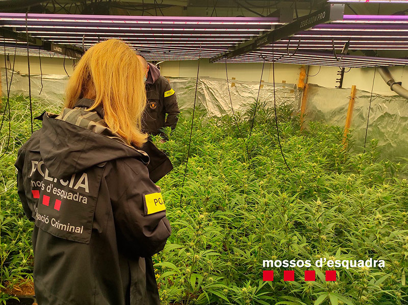 Els Mossos han detingut 28 persones i s'han confiscat set plantacions. (Foto: Mossos d'Esquadra).