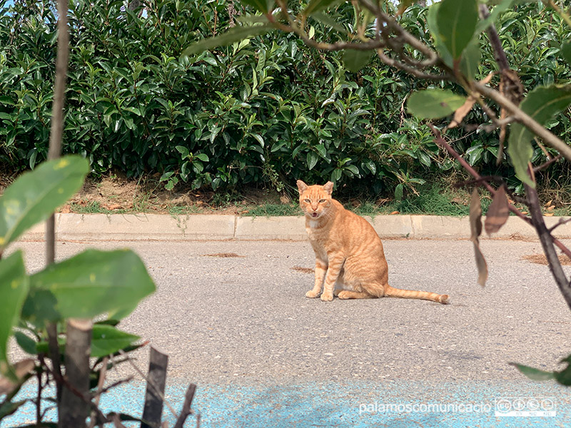 L'Associació Progat es cuida des de fa anys de les colònies de gats al carrer.