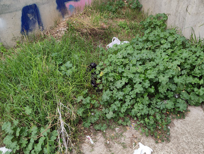 Junts reclama més efectivitat en la neteja d'herbes. (Foto: Junts per Catalunya).