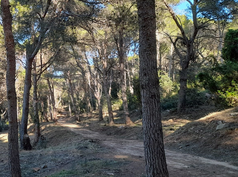 S'ha netejat el sotabosc en un tram del camí de ronda del parc de Cap Gros. (Foto: Ajuntament de Palamós).