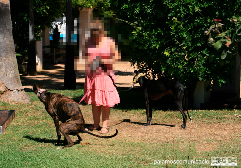 Un gos defecant al carrer.
