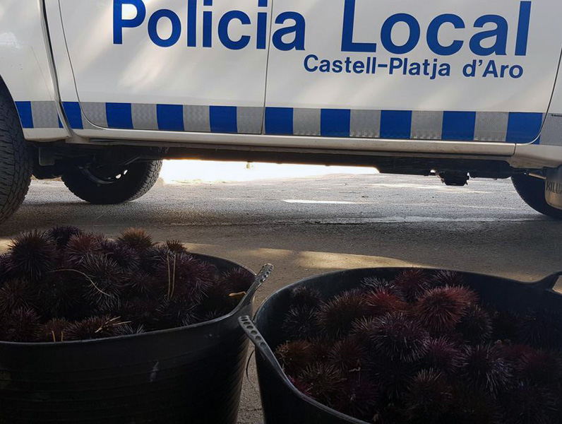 Cabassos plens de garoines, incautats per la Policia Local de Castell-Platja d'Aro. (Foto: Policia Local de Castell-Platja d'Aro).