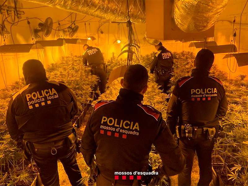 Hi ha hagut dues persones cultivar 852 plantes de marihuana en una casa de Calonge. (Foto: Mossos d'Esquadra).