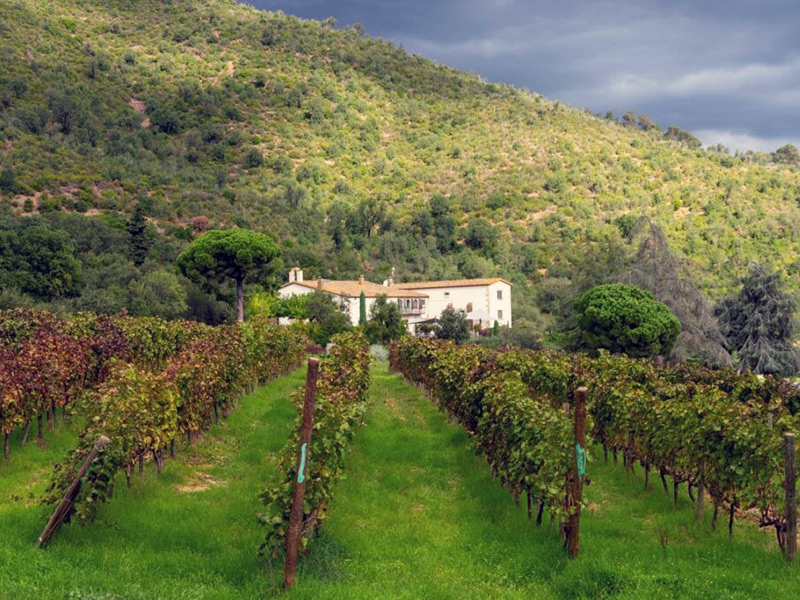 Les vinyes del Celler Brugarol. (Foto: fecotur.cat).