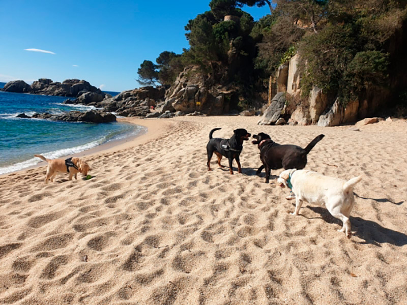 La cala de la Belladona. (Foto: Ajuntament de Castell Platja d'Aro i S'Agaró).