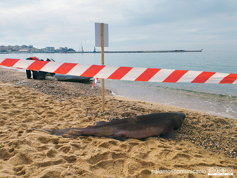 El cos del tauró a la platja d'Es Monestrí, aquest matí,