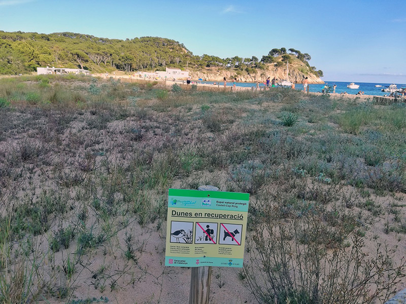 Una part del sistema dunar de la platja de Castell. (Foto: Ajuntament de Palamós).