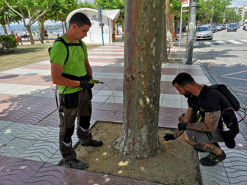 L'acció serveix per combatre el tigre del plàtan, un insecte que ataca aquest arbres. (Foto: Ajuntament de Palamós).