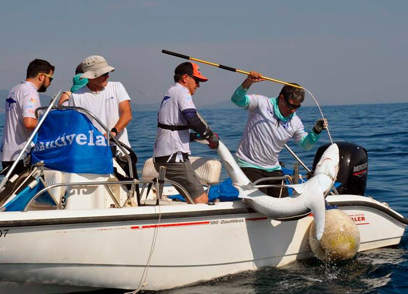 Marcatge d'una titntorera al cap de Creus. (Foto: Associació Catalana per una Pesca Responsable).