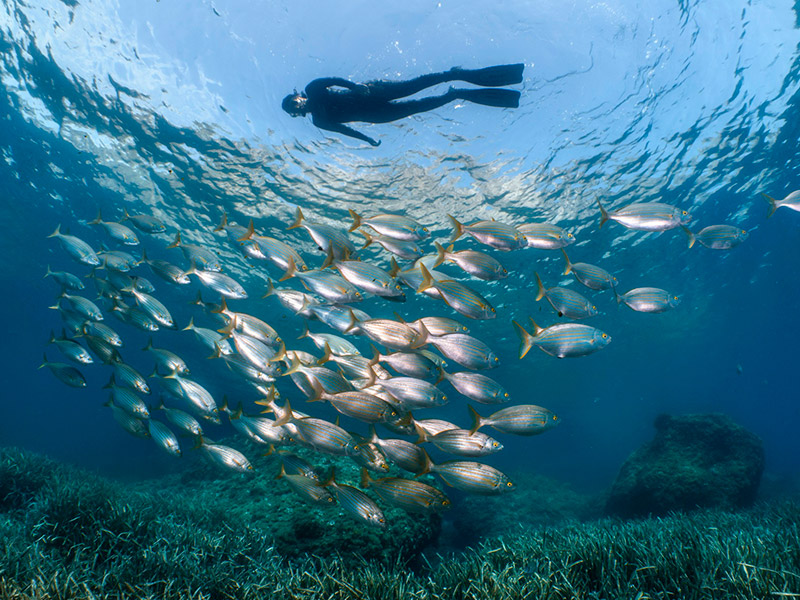 La Costa Brava Diving Fest es farà els dies 1, 2 i 3 de setembre. (Font: Jordi Chias - Costa Brava Diving Fest).