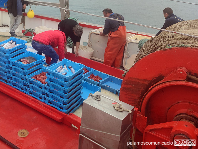 Descarrega de les captures en una barca d'arrossegament de Palamós, ahir en la primera jornada després de la veda.