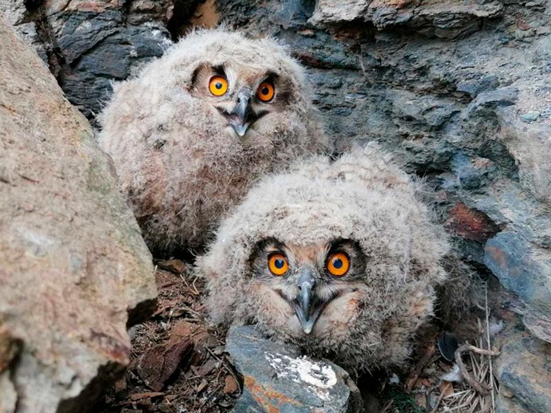 Dos ducs anellats pel Grup de Natura Sterna, retornats a un penya-segat de Palamós. (Foto: Albert Compaña - Grup de Natura Sterna).