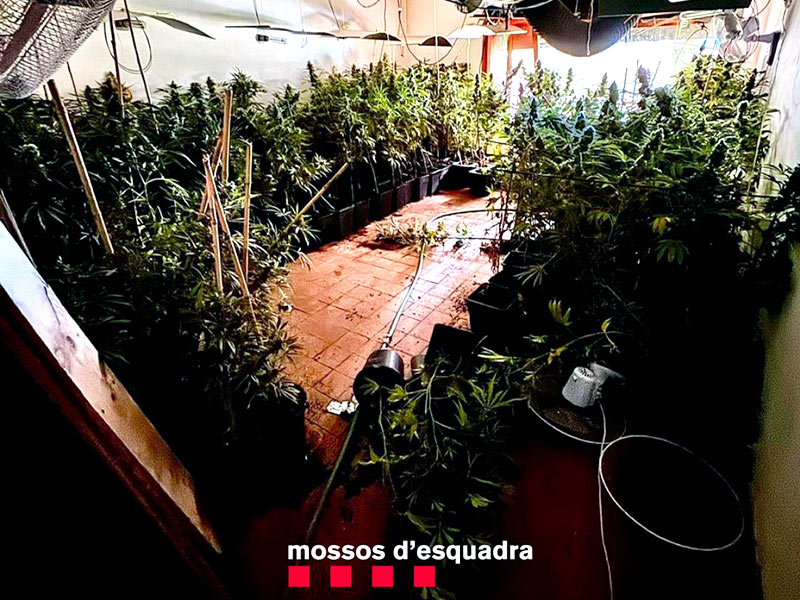La policia ha intervingut 476 plantes i més de 8 kg de cabdells de marihuana. (Foto: Mossos d'Esquadra).