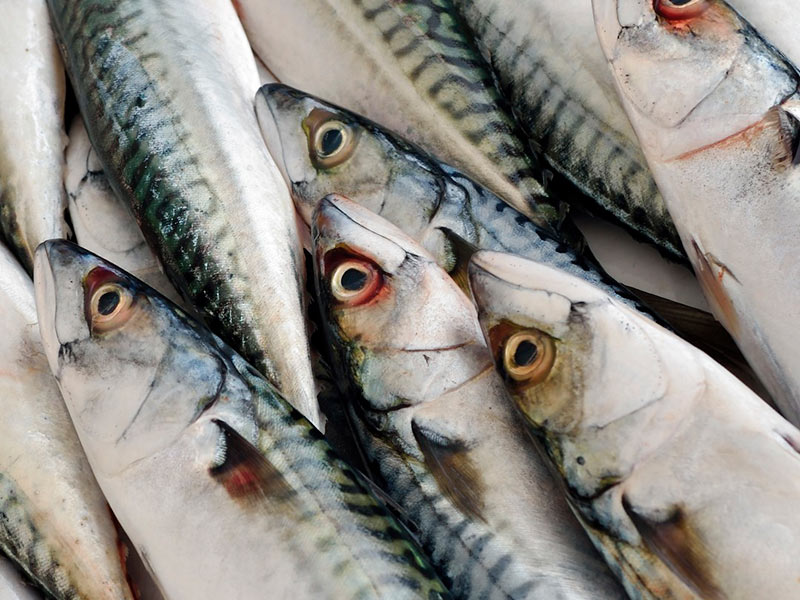 Una tercera part de tot el que es pesca al món, no arriba al plat. (Foto: Confraria de Pescadors de Palamós).