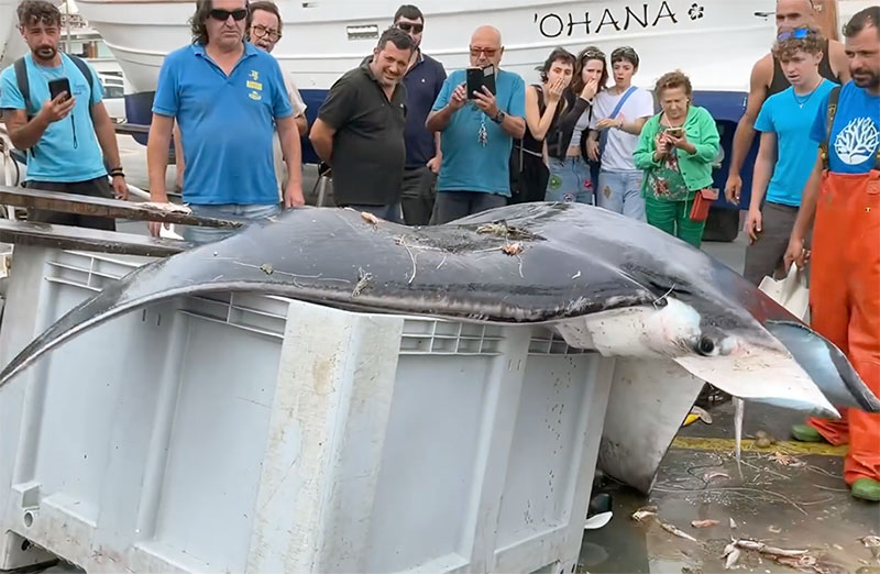 Una de les mantes marine pescades accidentalment ahir a Palamós.