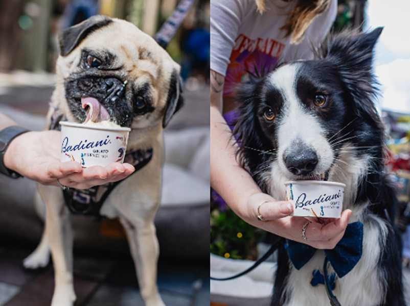 Dos gossos gaudint del Dog Gelato el dia del seu llançament. (Foto: Gelateria Badiani).