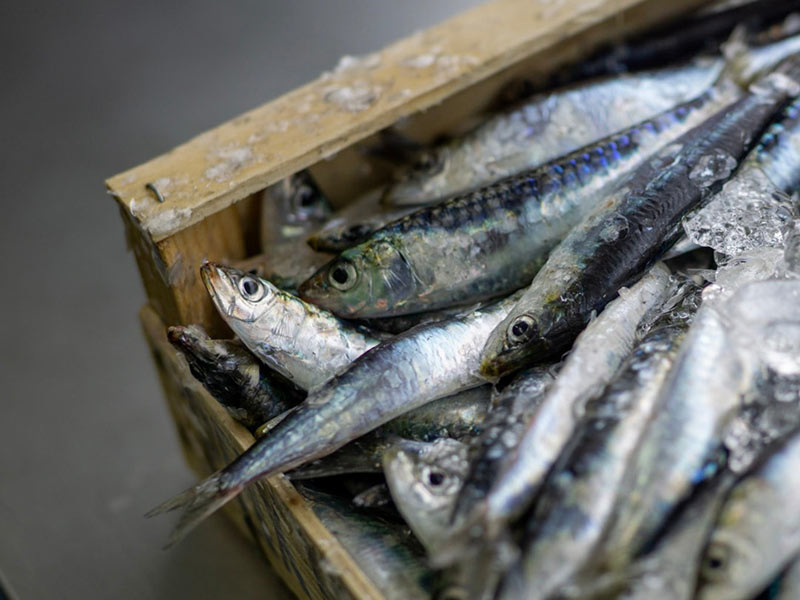 El cicle 'Pesca i Ciència', avui a les 6 de la tarda al Museu de la Pesca. (Foto: Confraria de Pescadors de Palamós).