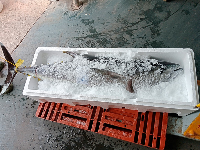 Els pescadors de Palamós adopten la tècnica japonesa IKE JIME per a la tonyina vermella. (Foto: Organització de Productors de Pesca de Palamós).