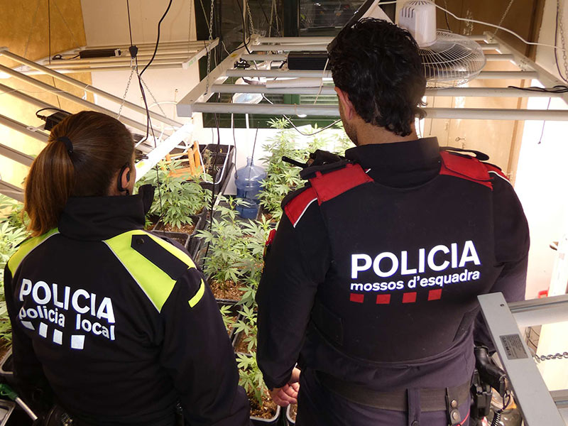 Mossos d'Esquadra i Policia Local de Calonge van desmantellar un cultiu de marihuana a Calonge. (Foto: Mossos d'Esquadra).