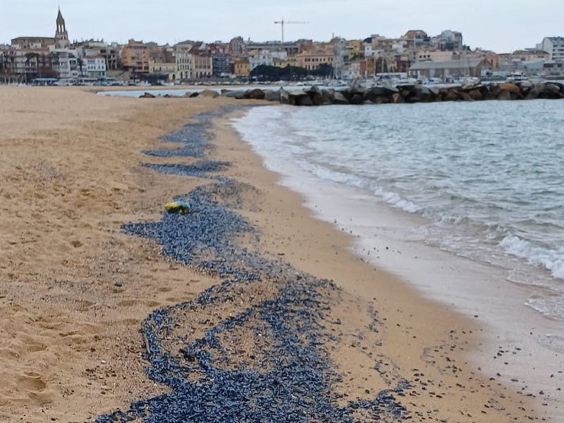 La platja Gran de Palamós plena de 'barquetes de Sant Pere'. (Foto: Ajuntament de Palamós).