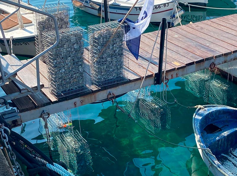 Hàbitats artificials als pantalans de Front al Mar. (Foto: Museu de la Pesca).