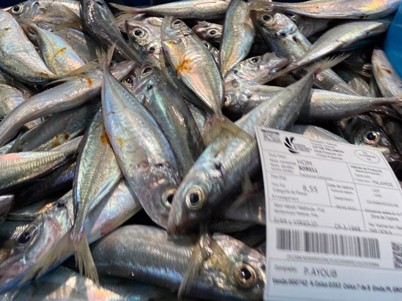 La vaga dels inspectors de pesca va començar el passat 3 de març. (Foto: Confraria de Pescadors de Palamós).