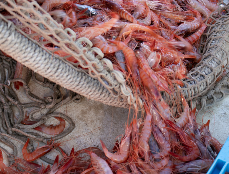 Gamba vermella de Palamós recentment arribada a port. (Foto: Confraria de Pescadors de Palamós).