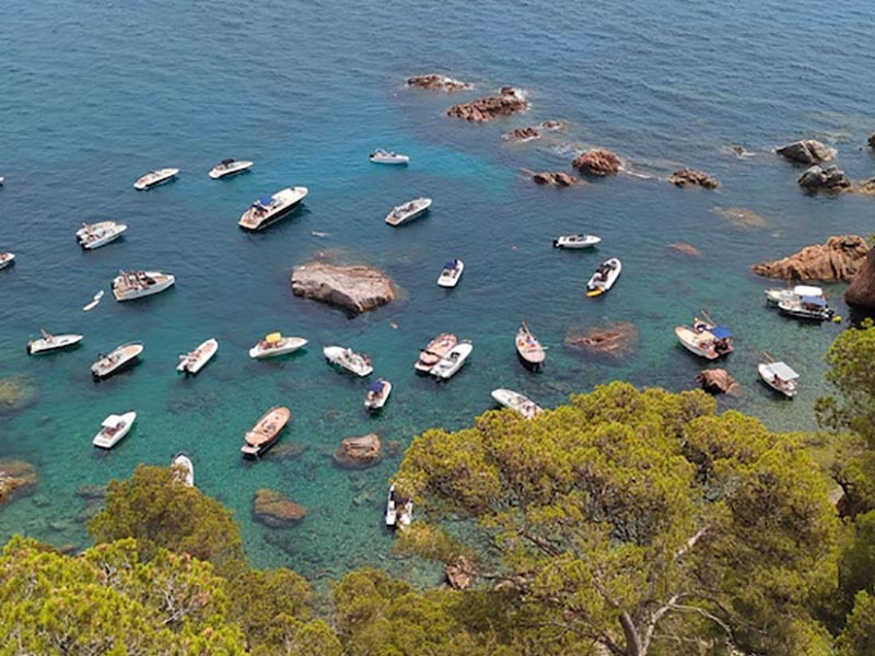 SOS Costa Brava denuncia el robatori de boies a la zona de Castell - Cap Roig. (Foto: SOS Costa Brava).