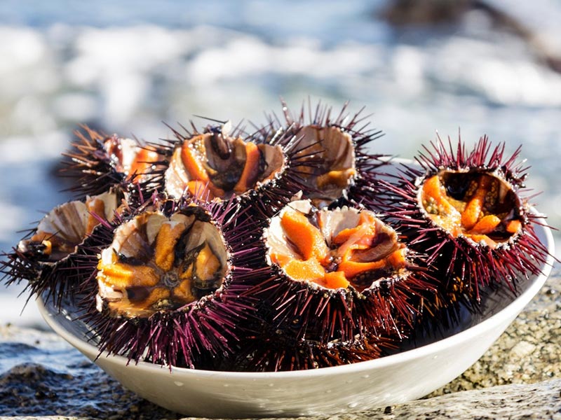 Eriçons de mar. (Foto: Confraria de Pescadors de Palamós).